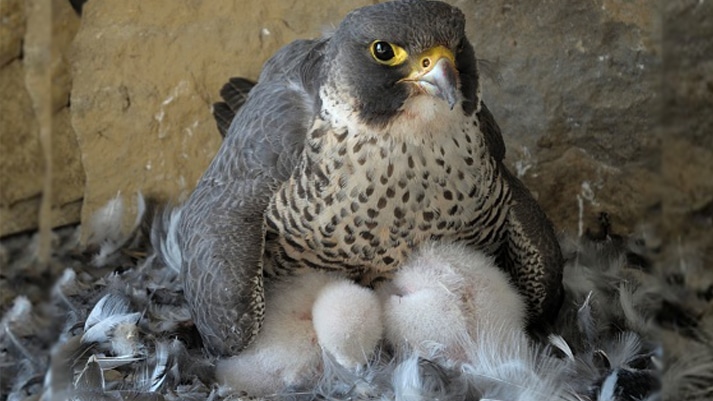 Peregrine falcons at Agfa